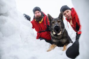 Pet Care During Winters