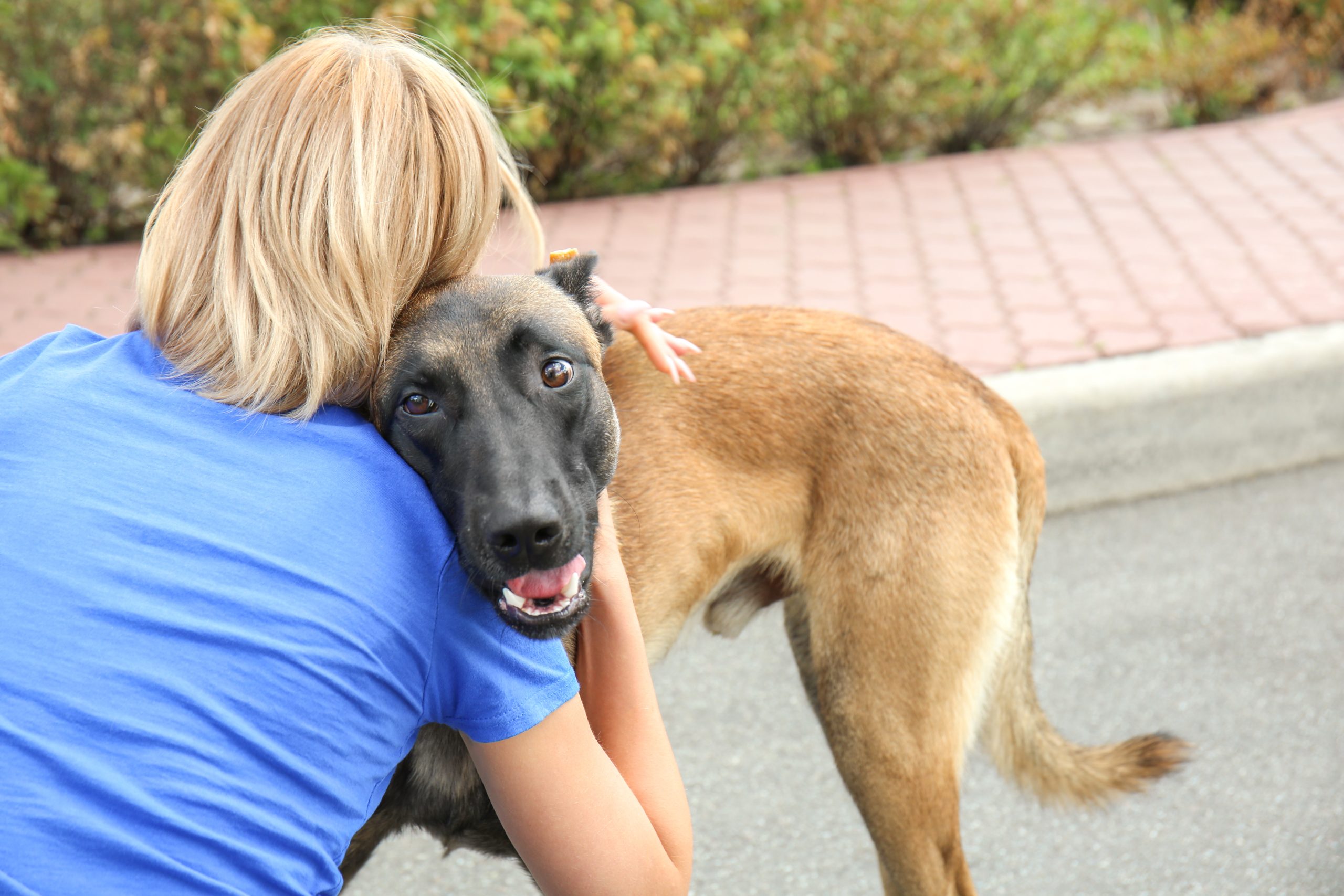Female volunteer with homeless dog outdoors. Concept of volunteering and animal shelters